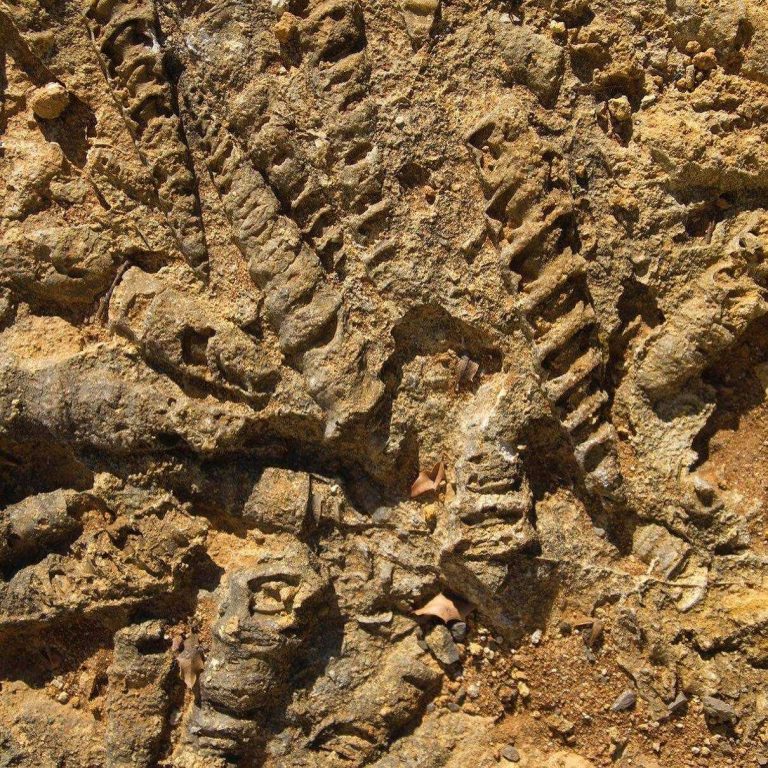 Jurassic Brown — мрамор — фотография камня